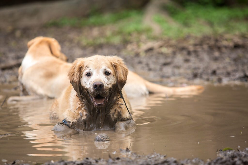 Picture of a muddy puppy who will require the owner to call Service matters for Pet Stain and Odor Removal
